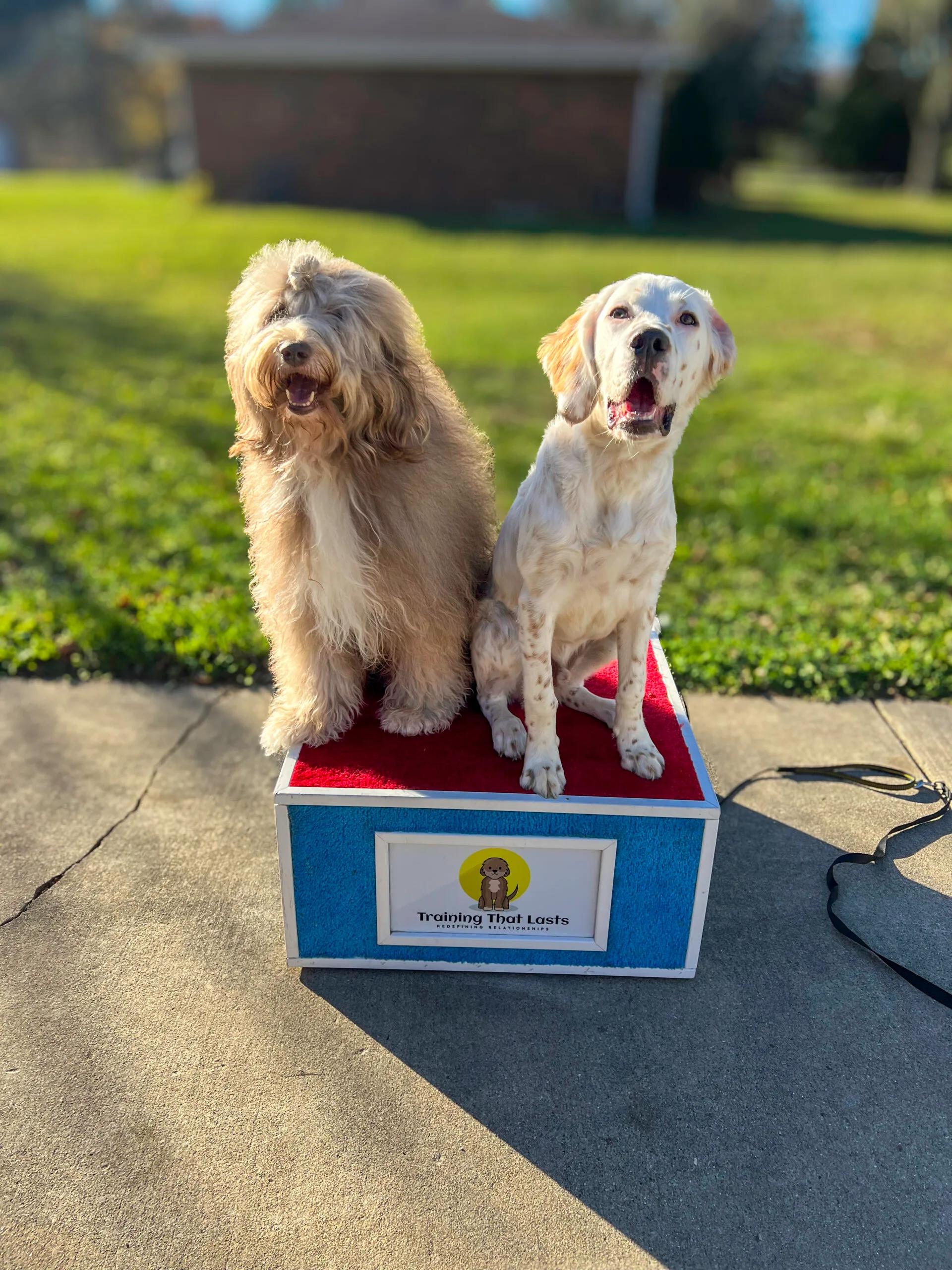 Oscar The Goldendoodle On Training Box With A White Labrador