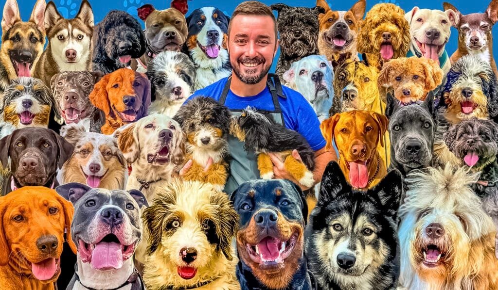 Training That Lasts Multiple Dogs Who Have Been Trained By Tyler The Trainer