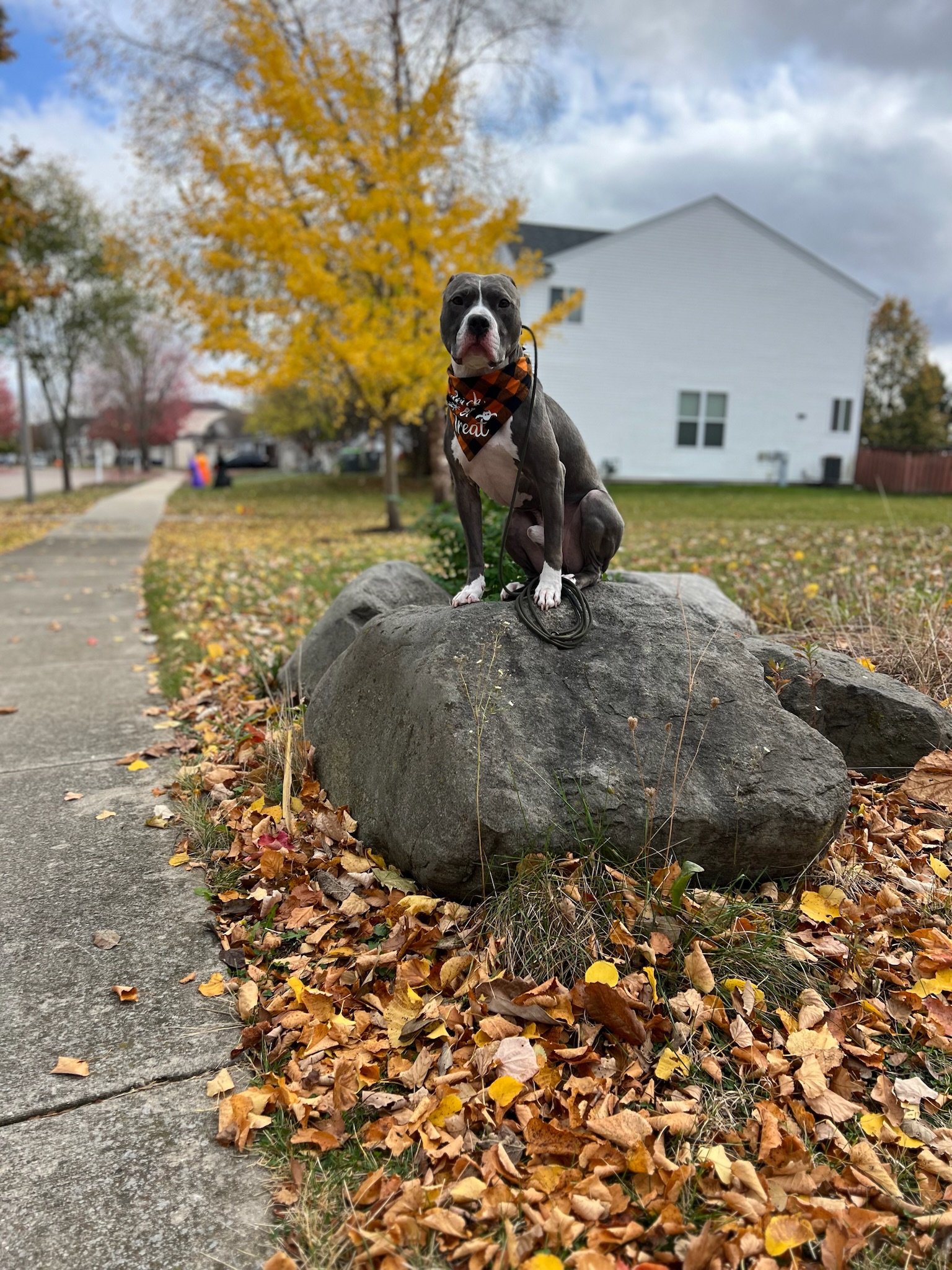 Training-Dogs-In-Areas-To-Build-Confidence-And-Discipline (6)