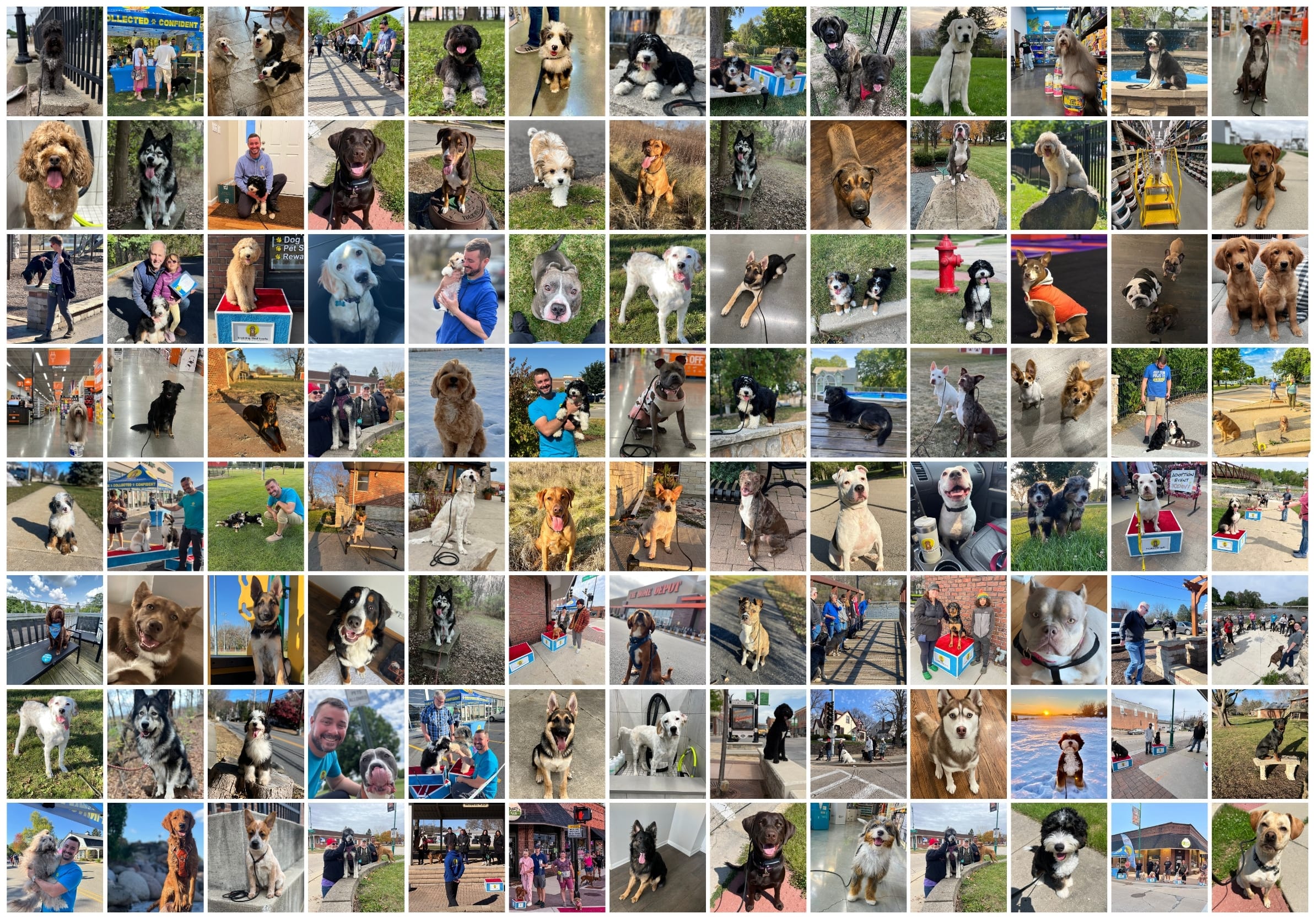 Training That Lasts Rescue Partnership Program Dog Friendly Events