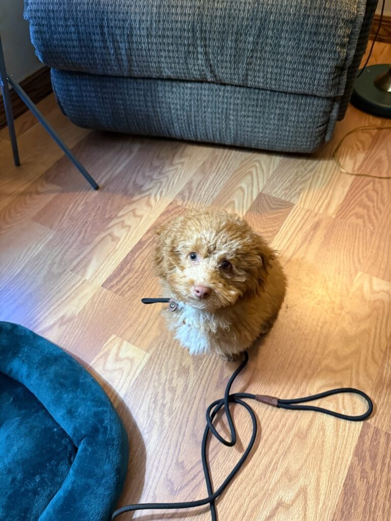 In-Home Training | Professional Dog Training | Training That Lasts