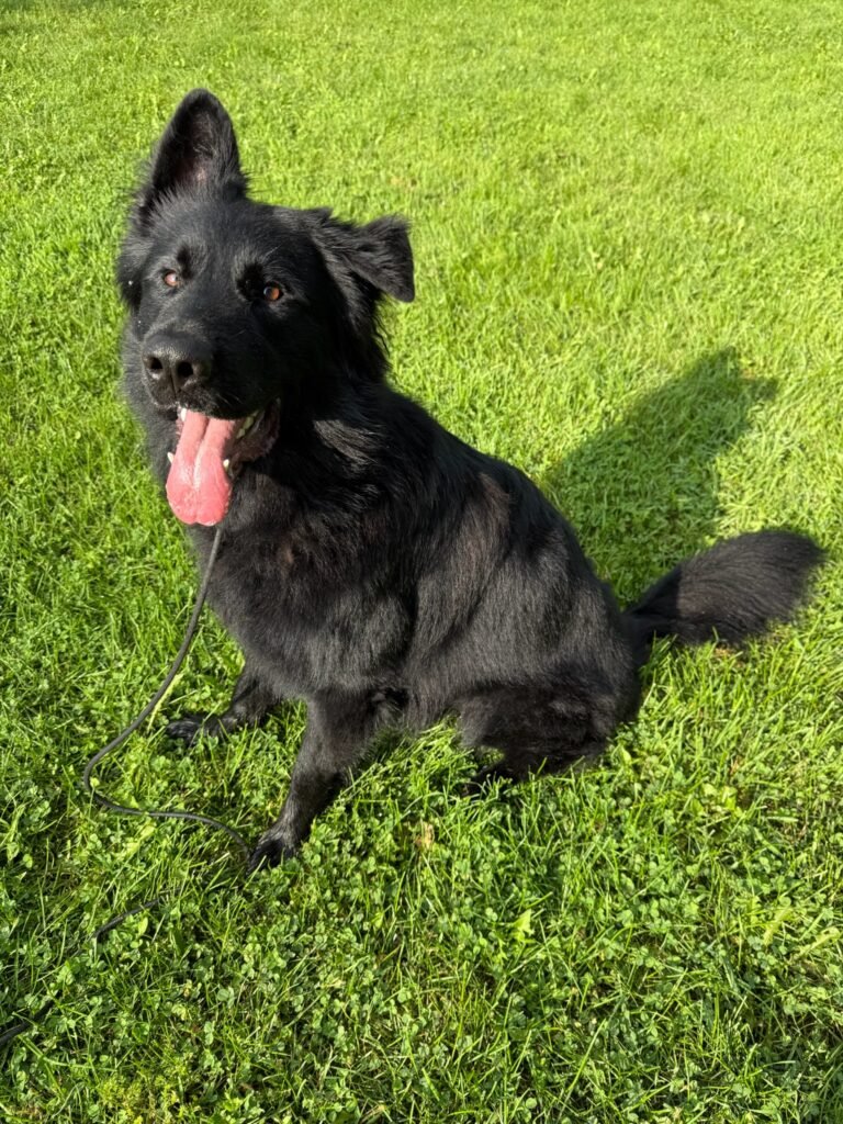 In-Home Training | Professional Dog Training | Training That Lasts