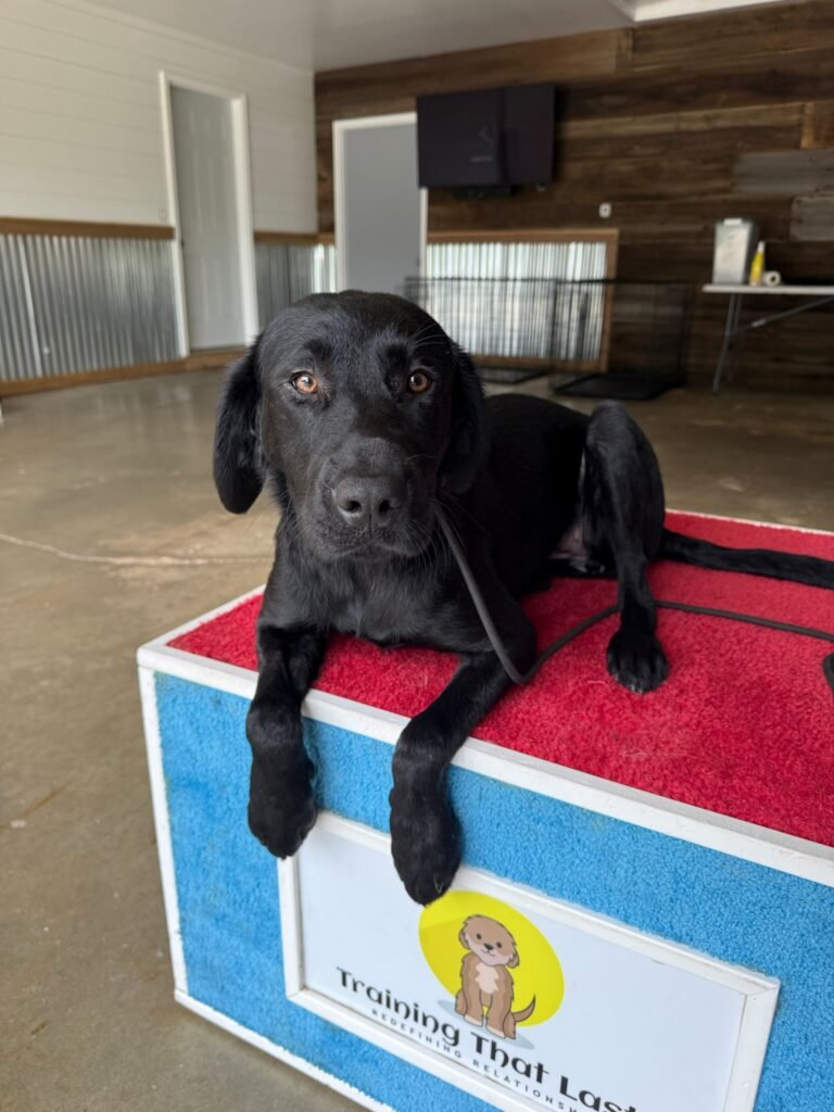 In-Home Training | Professional Dog Training | Training That Lasts