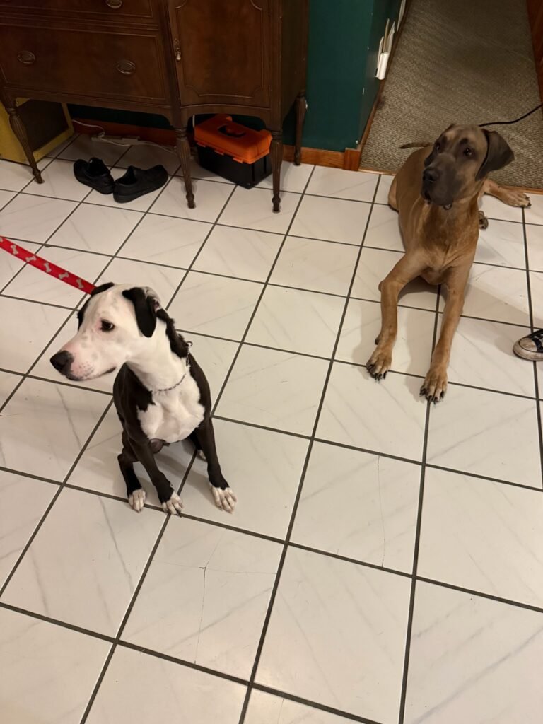 In-Home Training | Professional Dog Training | Training That Lasts
