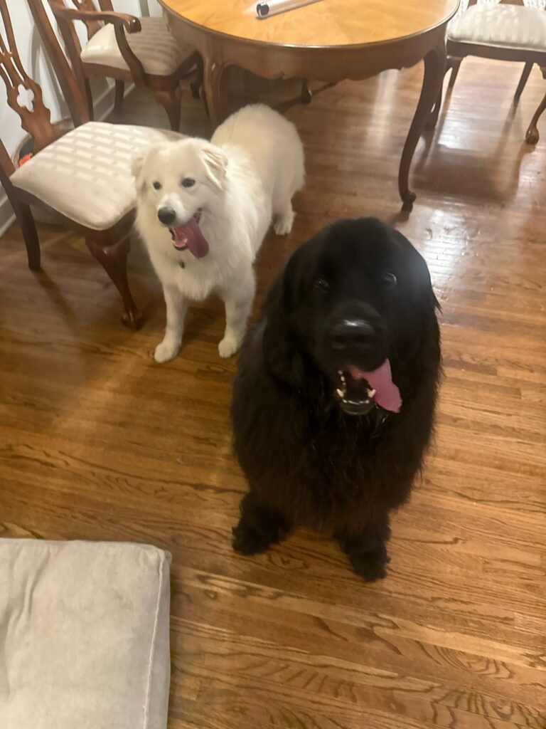 In-Home Training | Professional Dog Training | Training That Lasts