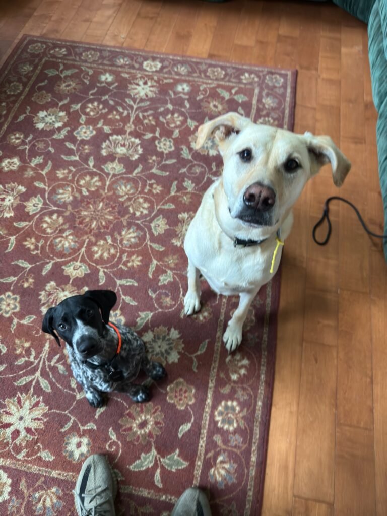 In-Home Training | Professional Dog Training | Training That Lasts