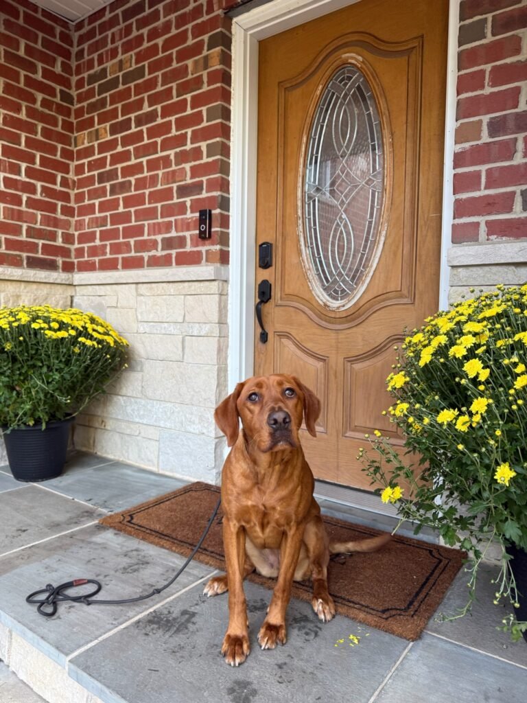 In-Home Training | Professional Dog Training | Training That Lasts