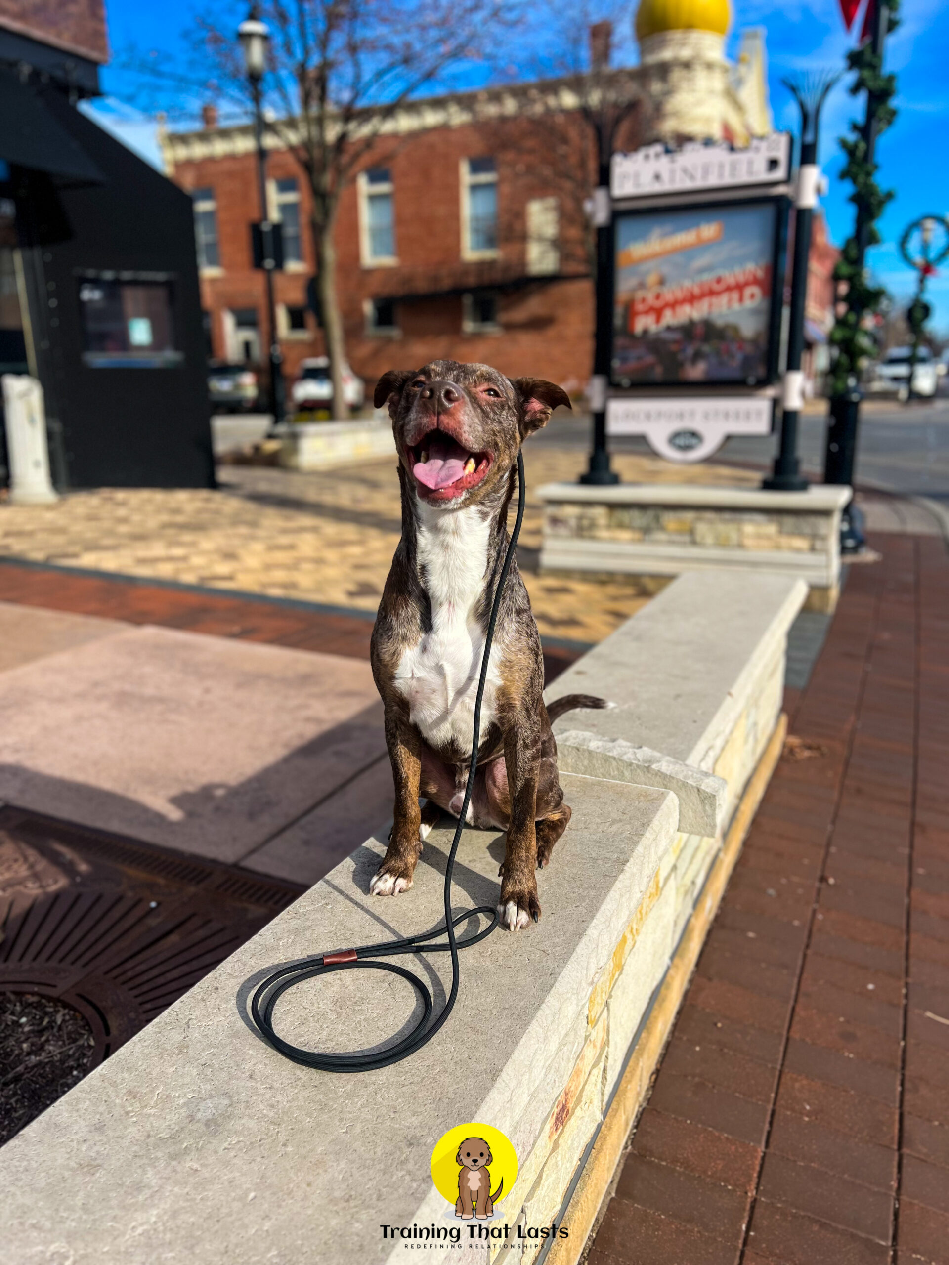 Jeff, a mixed breed, out on a structured walk in Downtown Oswego.