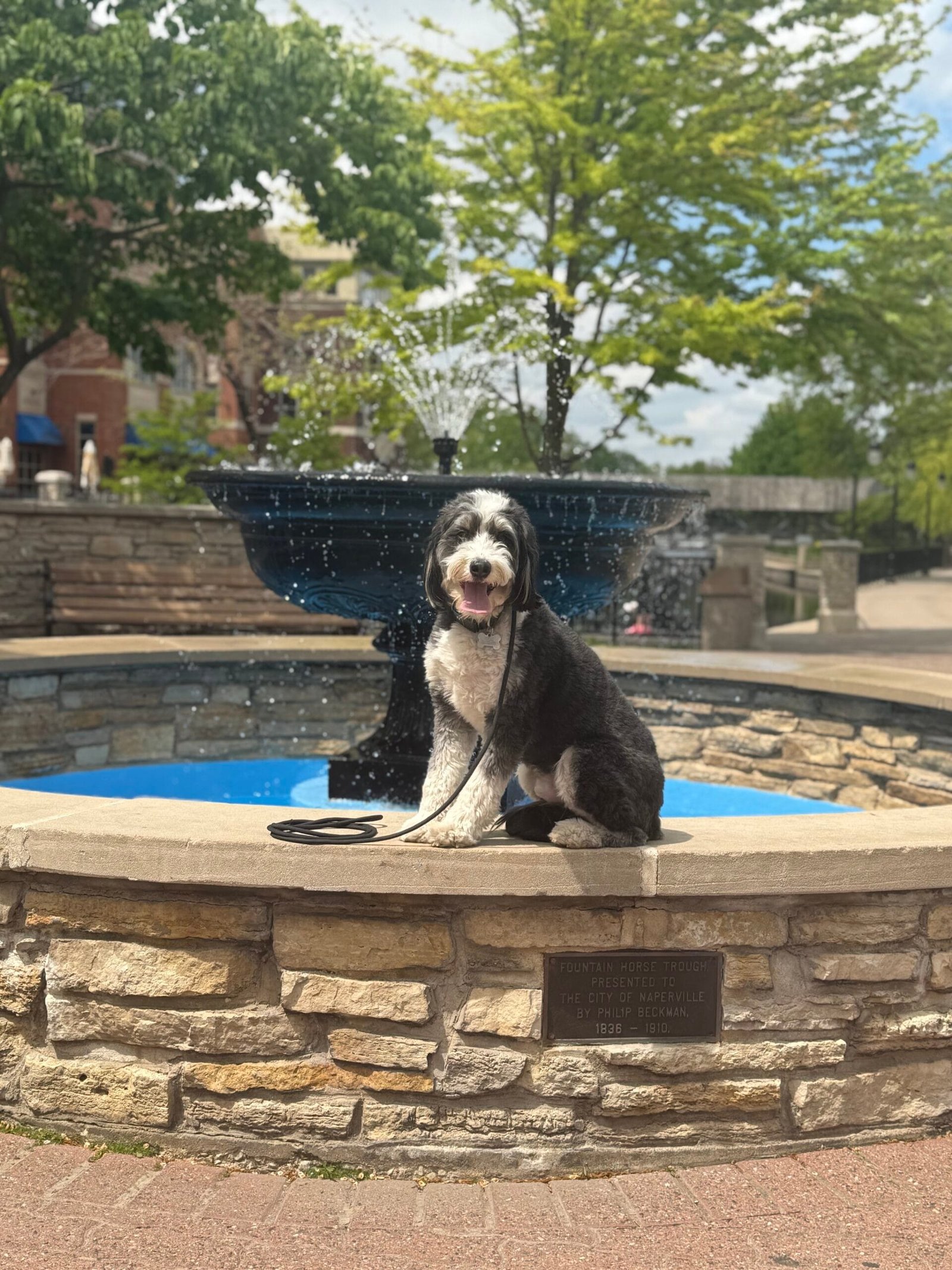 Training That Lasts Working With Dog
