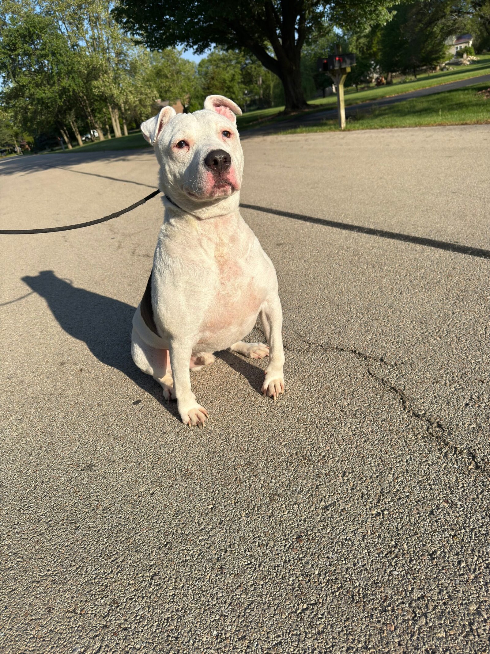 Behavioral Consultation | Professional Dog Training | Training That Lasts