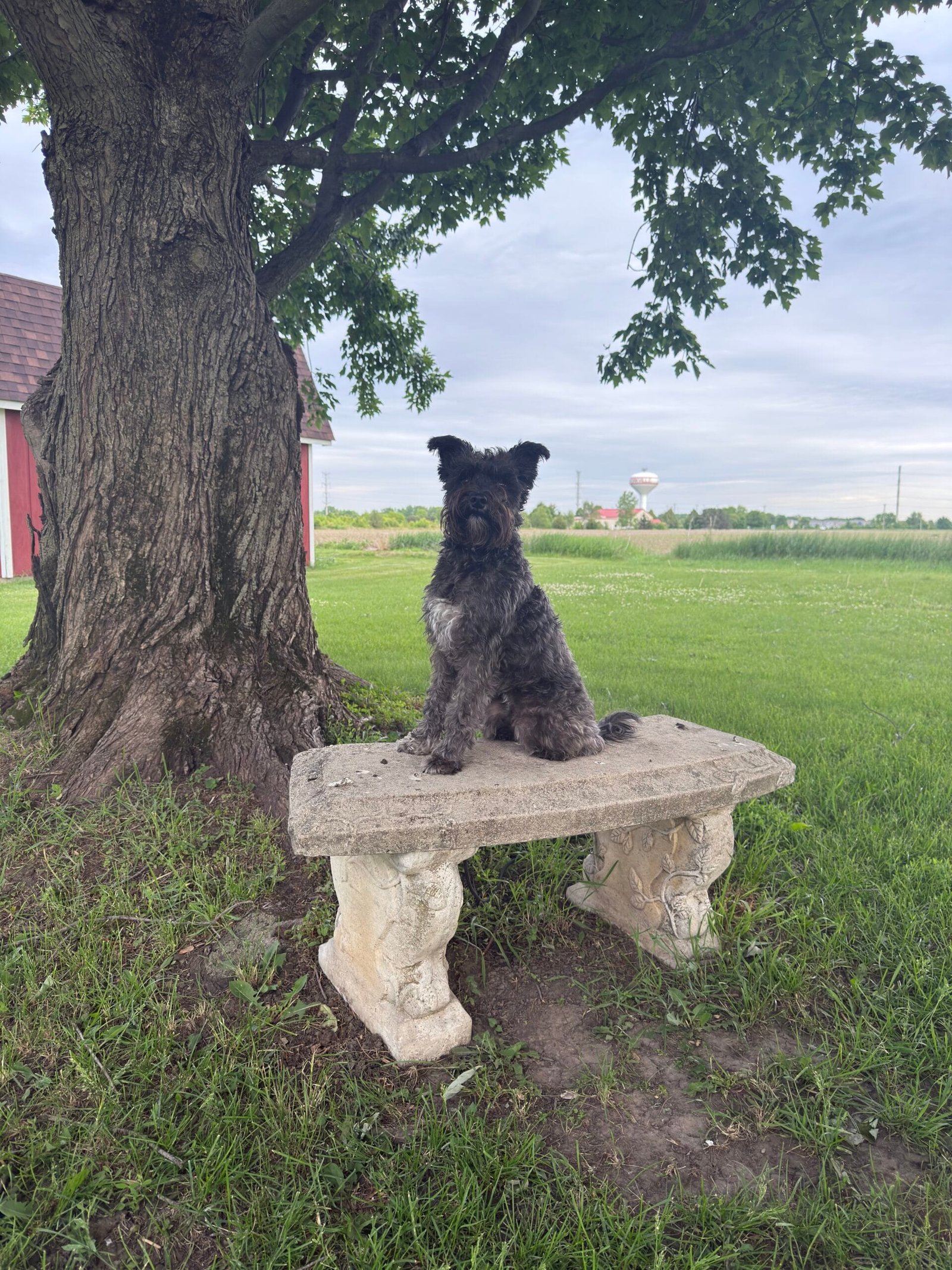 Dog Sitting Calmly During A Training That Lasts Session Near Oswego Illinois
