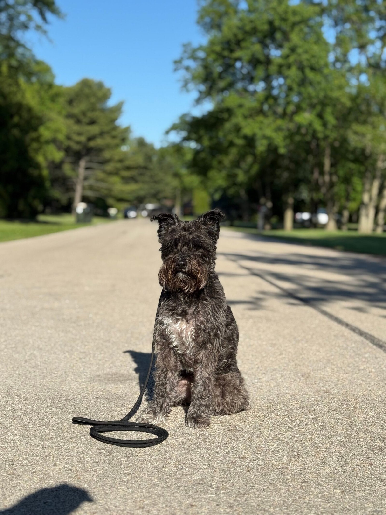 Behavioral Consultation | Professional Dog Training | Training That Lasts