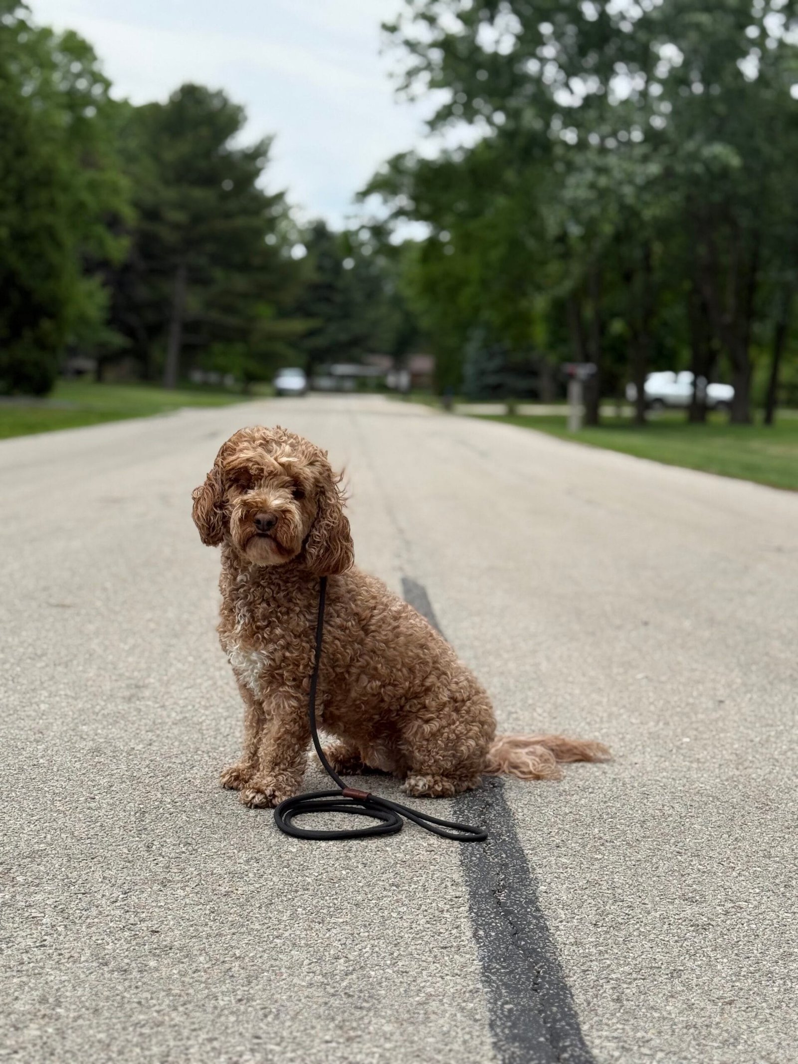 Behavioral Consultation | Professional Dog Training | Training That Lasts