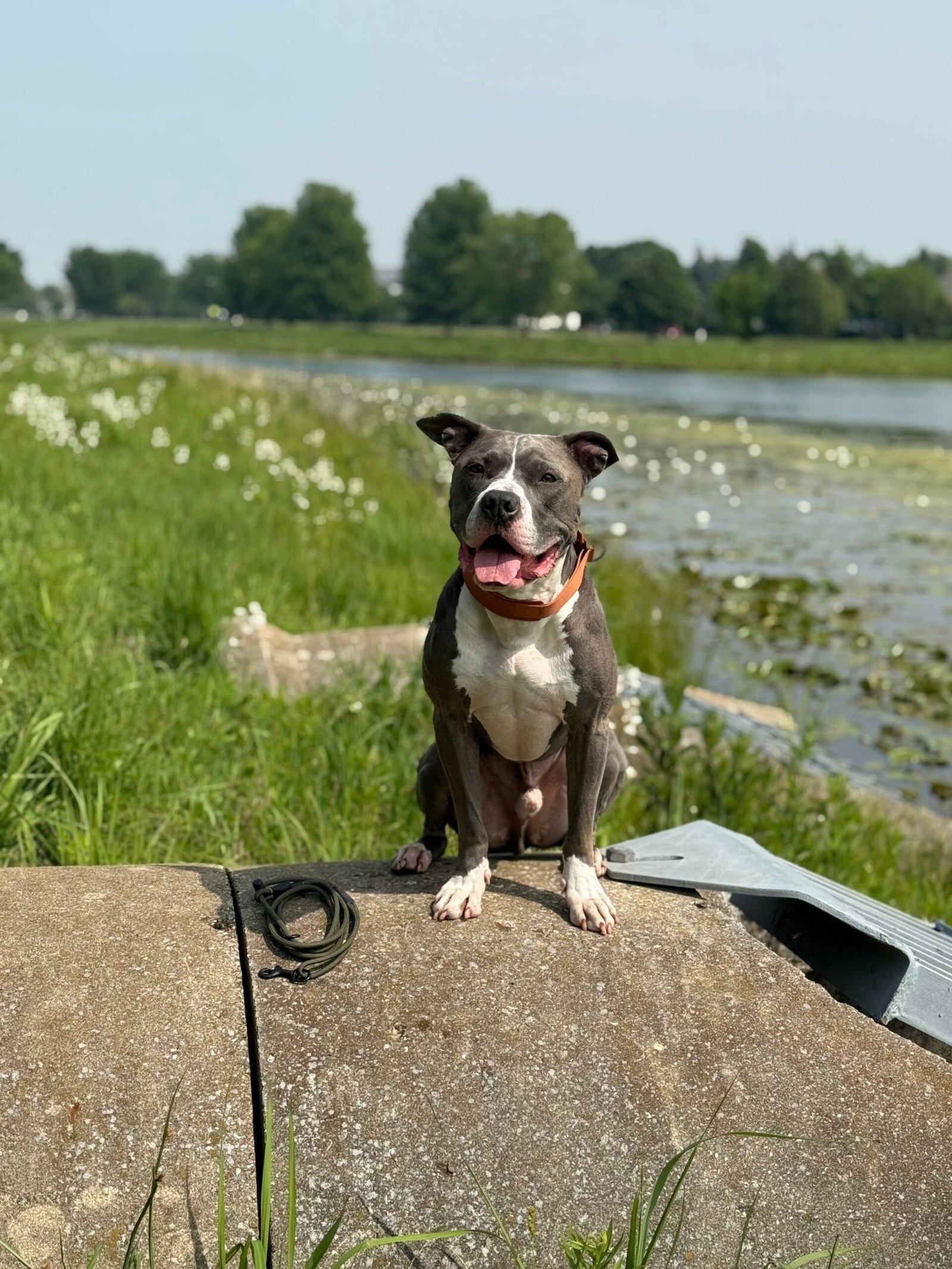 Natural Tick Prevention For Dogs | Professional Dog Training | Training That Lasts