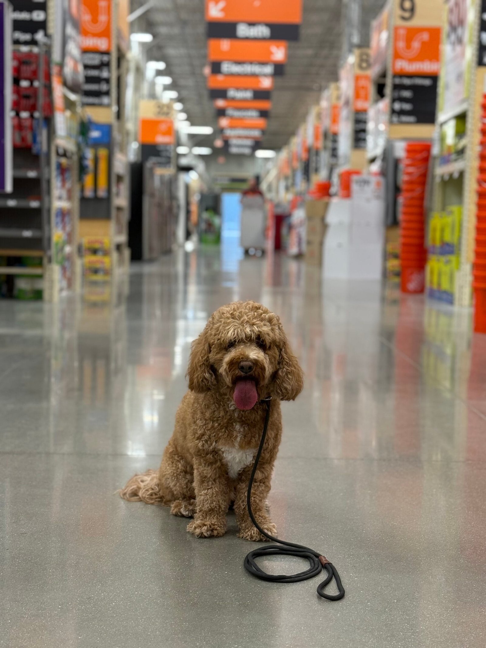 Natural Tick Prevention For Dogs | Professional Dog Training | Training That Lasts