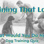 What Would You Do Next? Dog Training Quiz