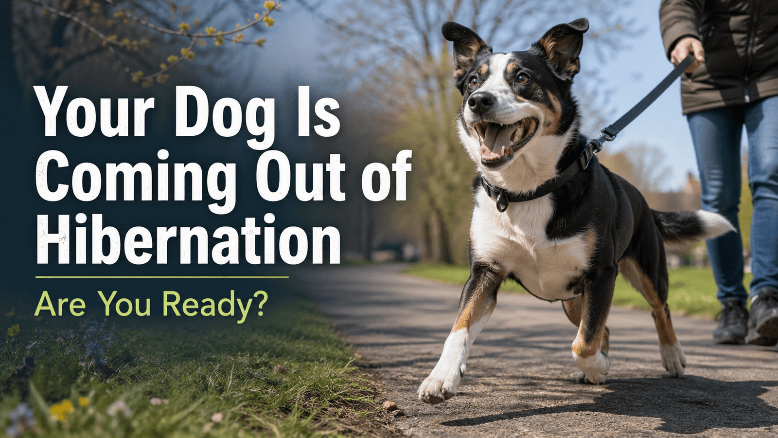 Your Dog Is Coming Out Of Hibernation - Are You Ready? | Professional Dog Training | Training That Lasts