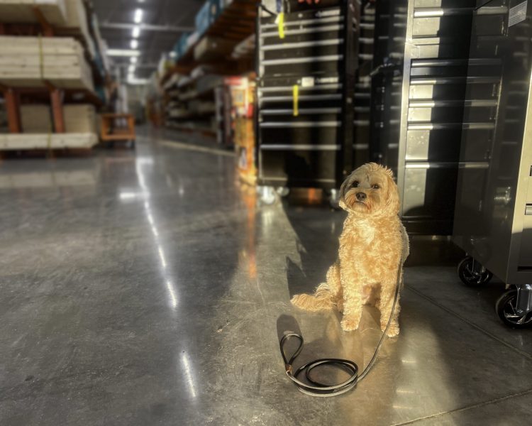 Golden Doodle sitting confidently in an aisle of a home depot during training.