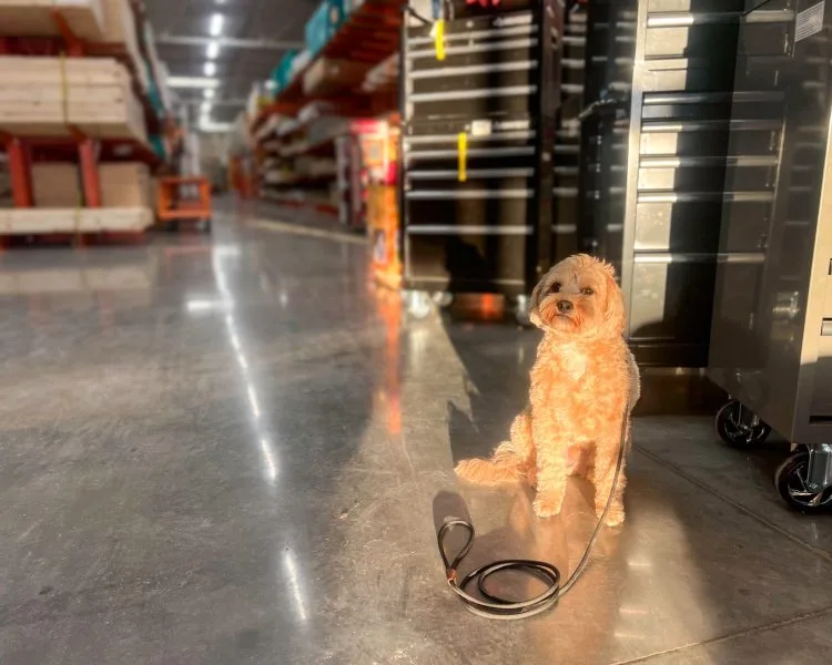 Golden Doodle Sitting Confidently In An Aisle Of A Home Depot During Training.