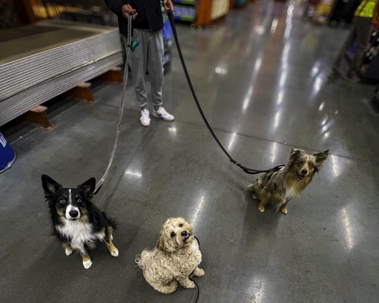 Three dogs sitting calmly side by side in Home Depot aisle during obedience training.