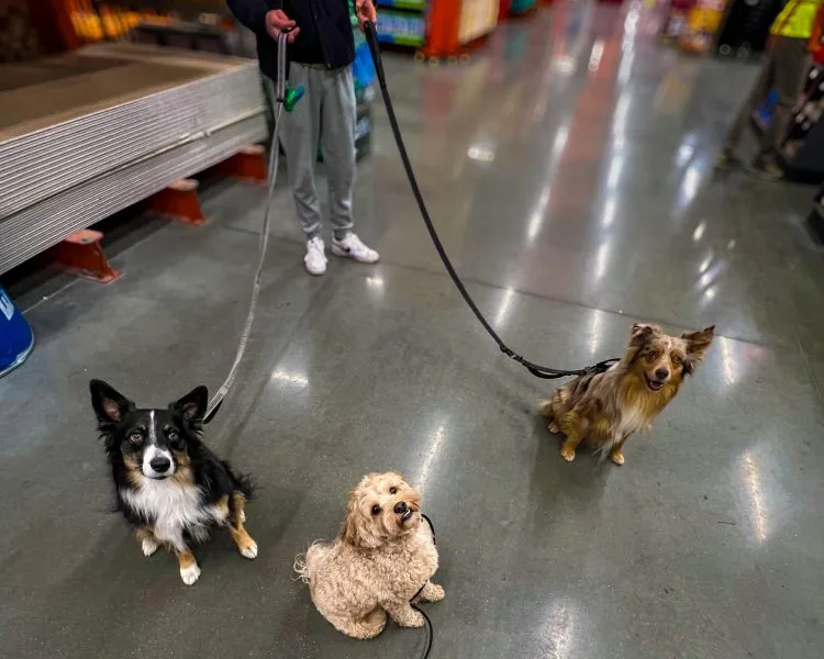 Three Dogs Sitting Calmly Side By Side In Home Depot Aisle During Obedience Training.