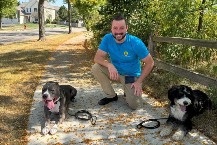 Structured Dog Walk With Pitbull And Bernedoodle Stopping To Rest