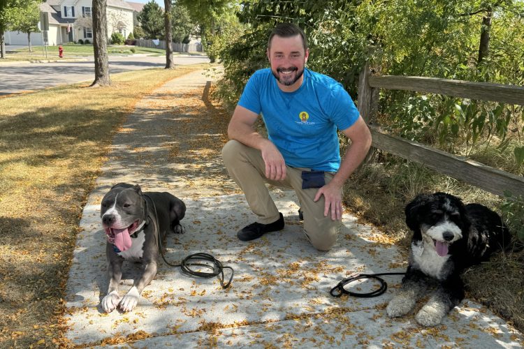 Structured Dog Walk with Pitbull and Bernedoodle stopping to rest