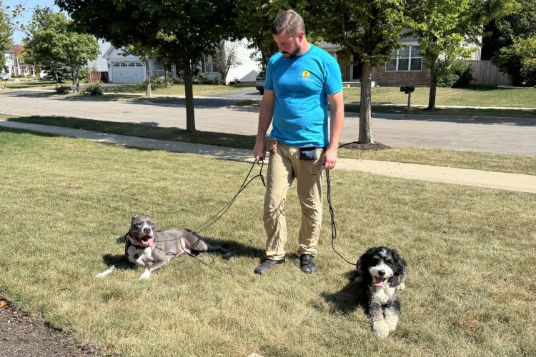 Structured Dog Walk with Pitbull and Bernedoodle