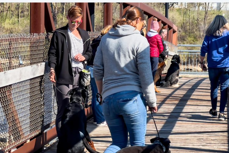 Training-That-Lasts-Group-Dog-Training-In-Yorkville-IL