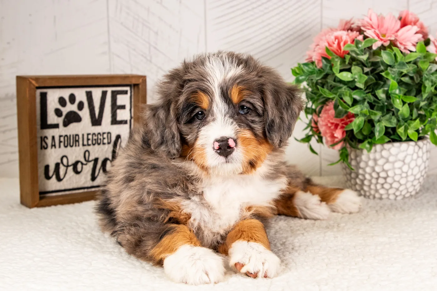 8 To 16 Week Old Puppy Socialization | The Window That Shapes Your Dog | Professional Dog Training | Training That Lasts