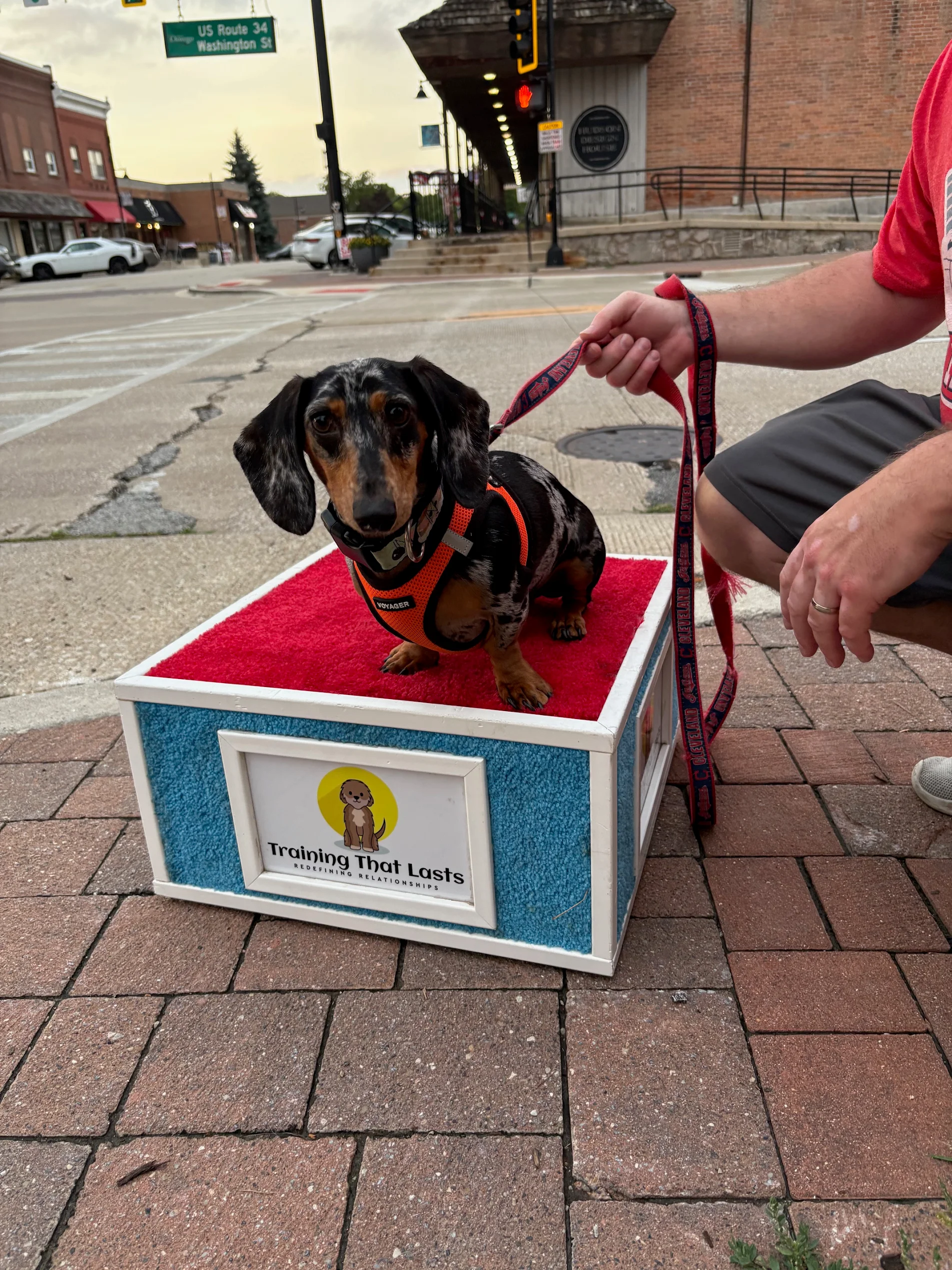 Put Your Dog Down - Stop Carrying Your Dog Everywhere - Training That Lasts Dog Training Put Your Dog Down - Stop Carrying Your Dog Everywhere | Professional Dog Training | Training That Lasts